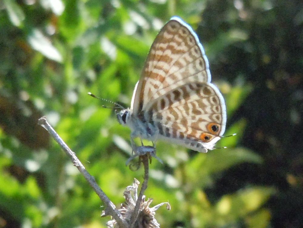 La mia prima Leptotes pirithous